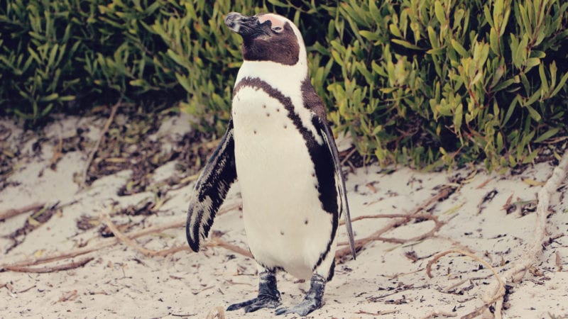 colônia de pinguins de Boulders Beach - Cabo da Boa Esperança