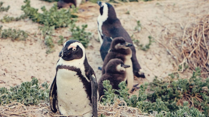 colônia de pinguins de Boulders Beach - passeio com crianças