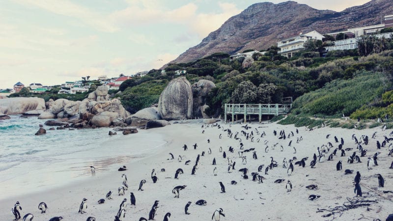 colônia de pinguins de Boulders Beach - praia de pinguins na Cidade do Cabo