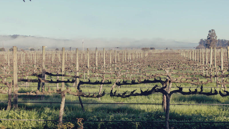 Casas del Bosque: vinícola perto de Santiago, no Chile - tour