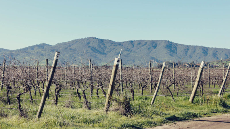Casas del Bosque: vinícola perto de Santiago, no Chile - como chegar