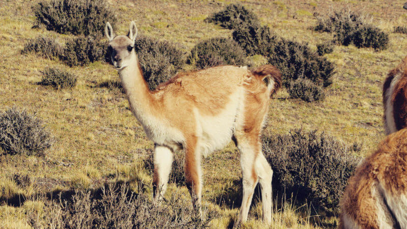 OS melhores passeios no Parque Nacional Torres del Paine, no Chile - fauna típica