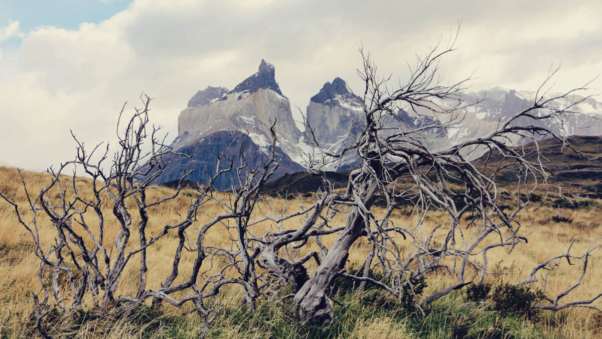 OS melhores passeios no Parque Nacional Torres del Paine, no Chile - flora