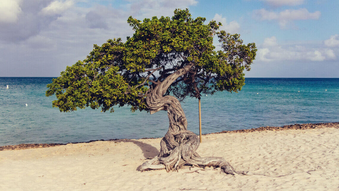 Divi divi, uma árvore presente na ilha mais feliz do Caribe. Você sabe comochegar até Aruba? Confira neste post