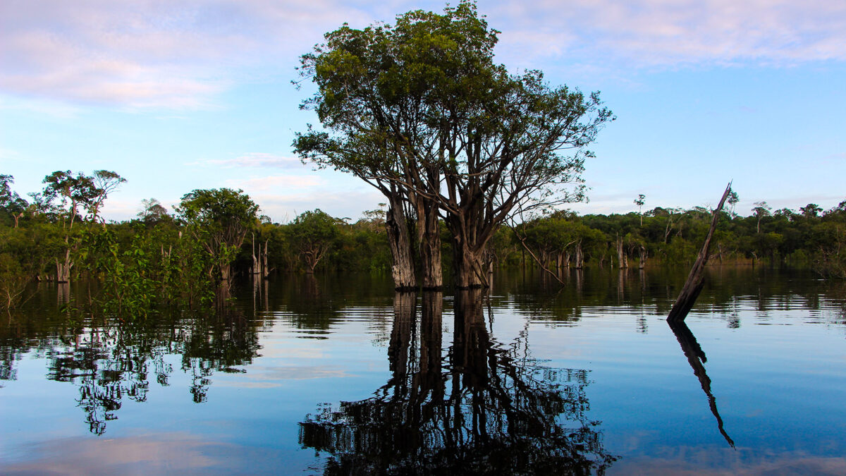 Expedição Kattere - viagem de barco pela Amazônia - natureza