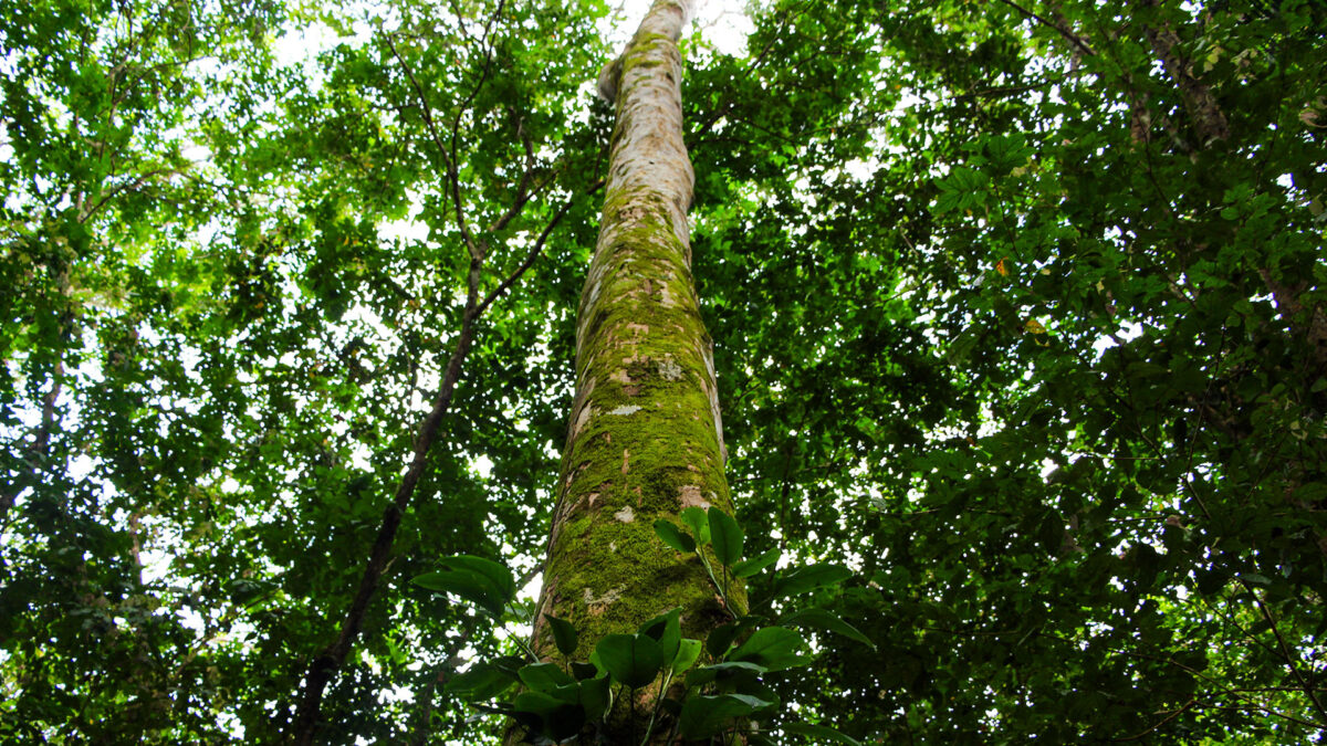 Expedição Kattere - viagem de barco pela Amazônia - floresta