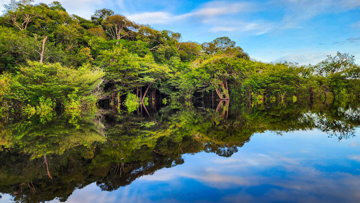 Expedição Kattere - viagem de barco pela Amazônia - floresta