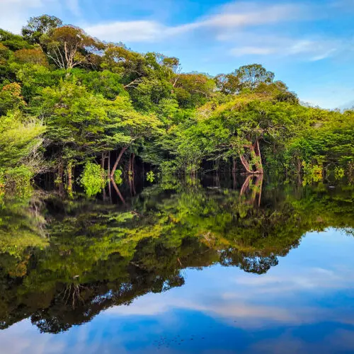 Expedição Kattere - viagem de barco pela Amazônia - floresta