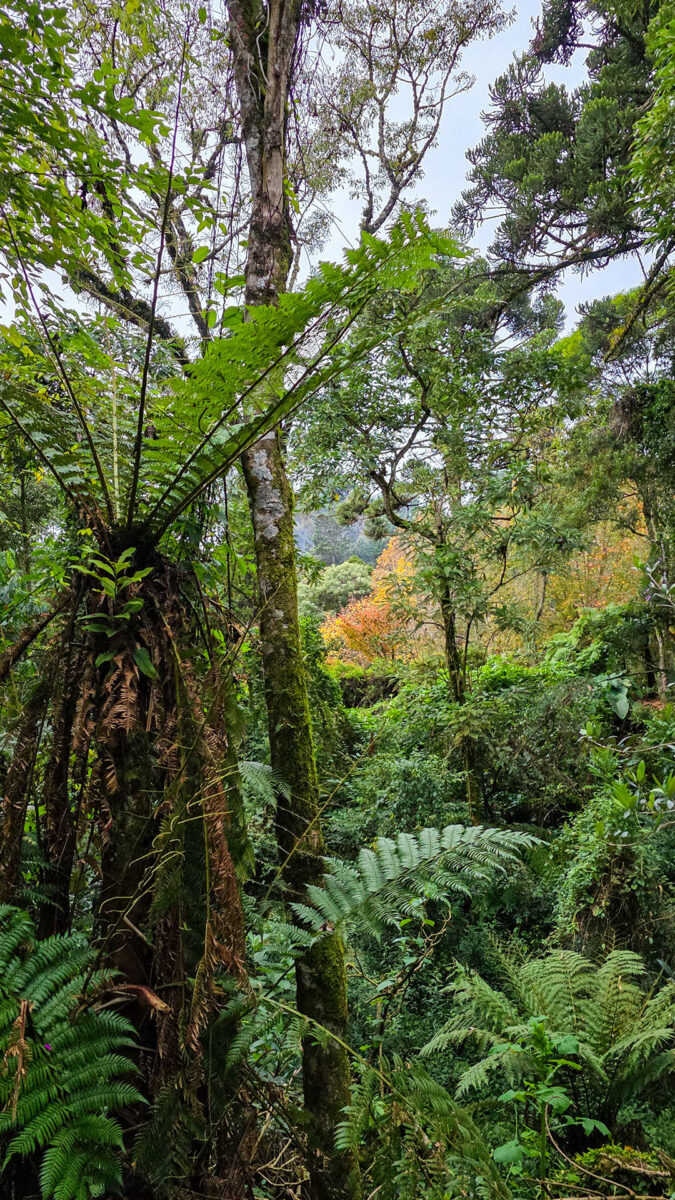 Onde ficar em Campos do Jordão: Ort Hotel, charme e muita personalidade 24 Onde ficar em Campos? ORT Hotel em Campos do Jordão, um dos melhores hotéis do Brasil - detalhes da natureza